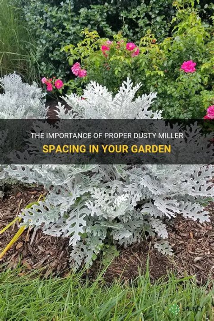 Does Dusty Miller spread