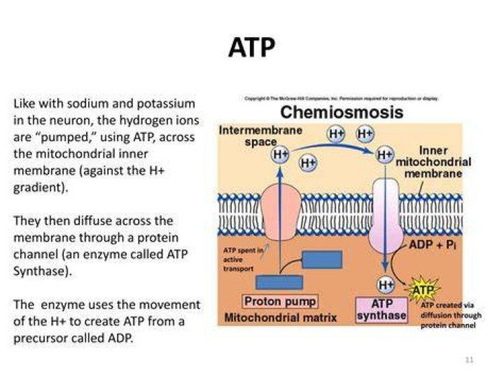 Does endocytosis use ATP