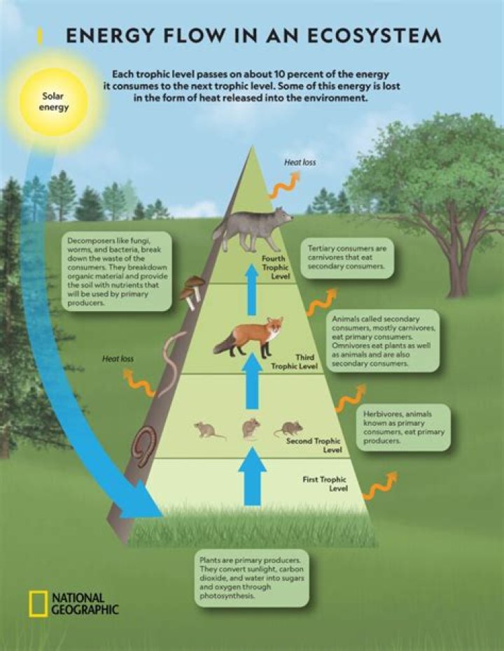 Does energy enter most ecosystems as sunlight