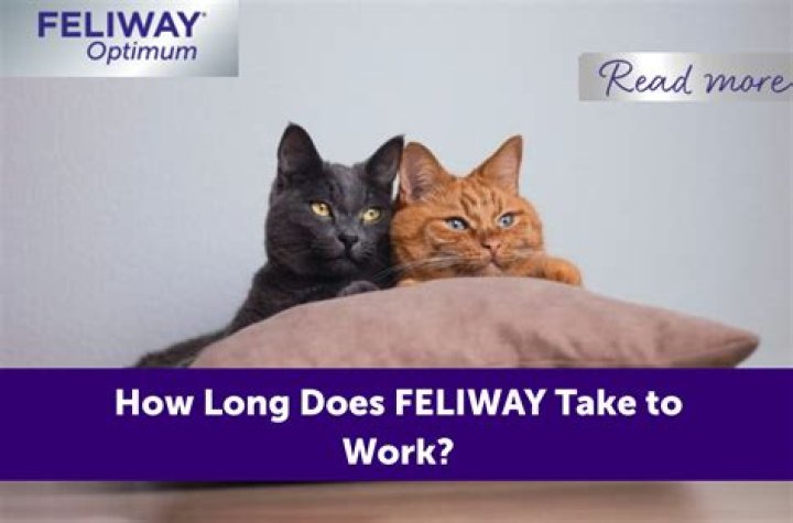 Does Feliway work on kittens?