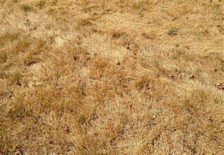 Does grass turn brown in the winter