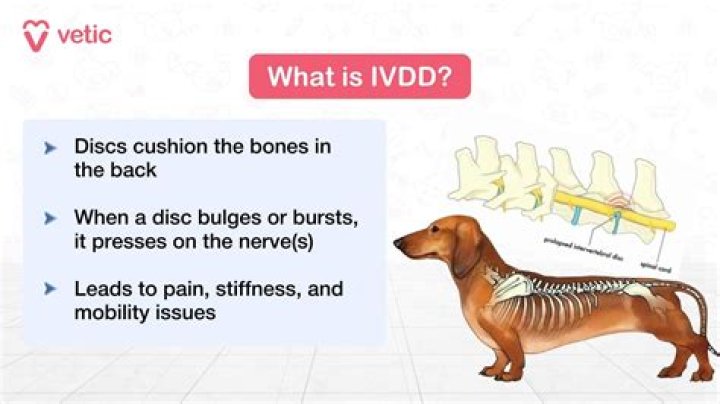 Does Ivdd go away