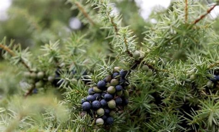 Does Juniper grow in Korea