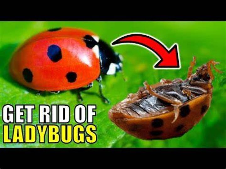 Does lemon scent repel ladybugs?