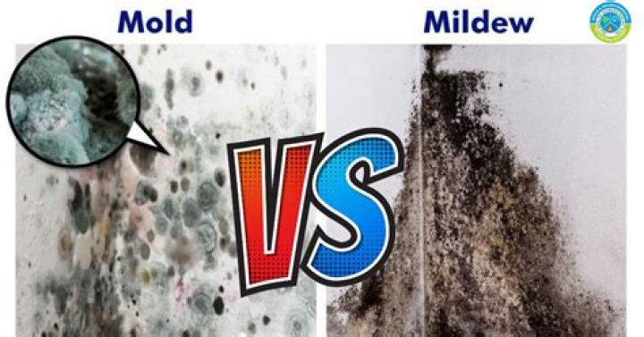 Does mold wipe off easily