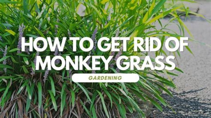 Does monkey grass like sun