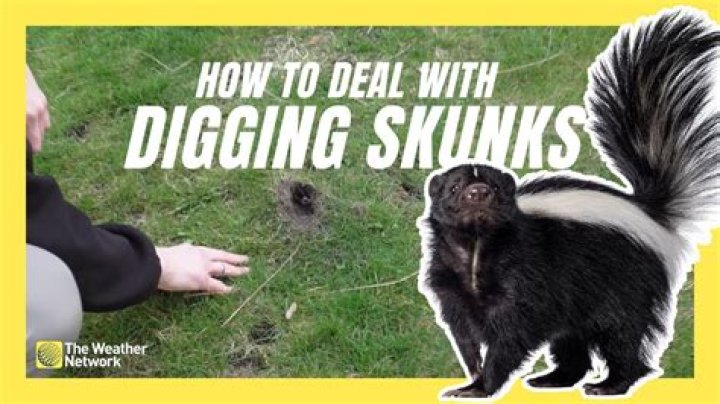 Does mothballs help keep skunks away