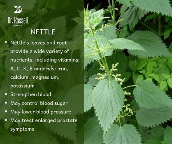 Does nettle leaf lower blood pressure