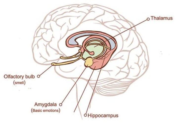 Does olfaction go through the thalamus