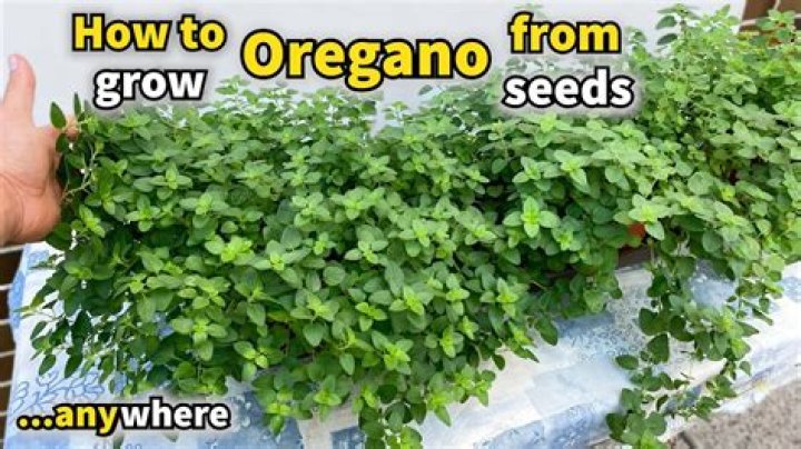 Does oregano have deep roots