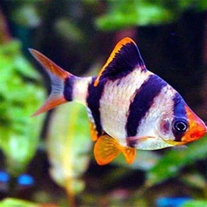 Does pH affect aquarium plants