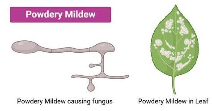 Does powdery mildew survive winter