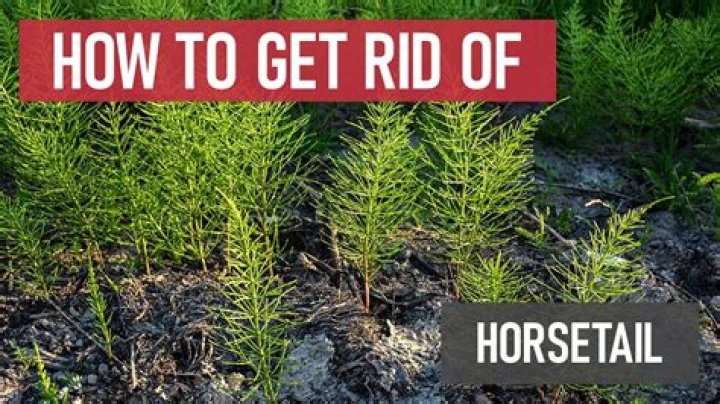 Does RoundUp kill horsetail