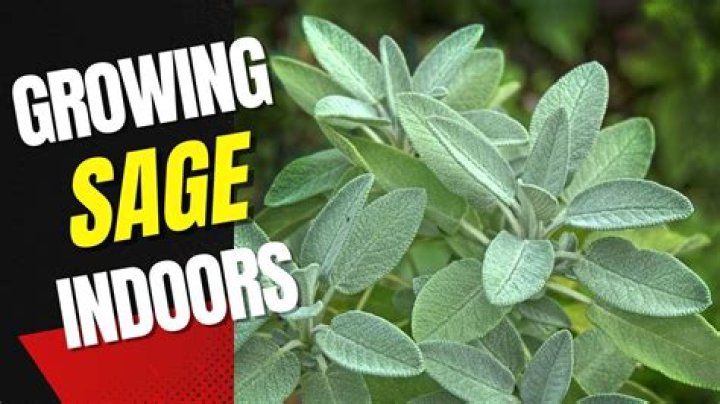Does sage grow in Florida