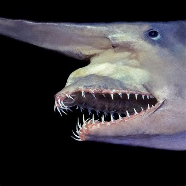 Does the goblin shark still exist?