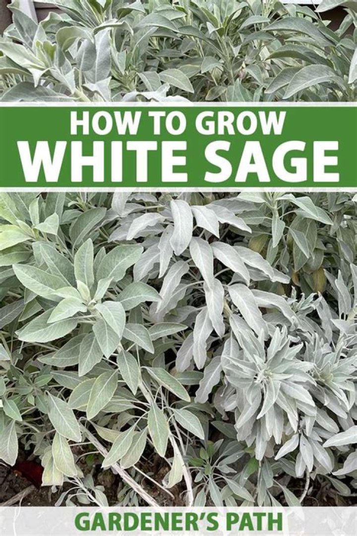 Does white sage have flowers