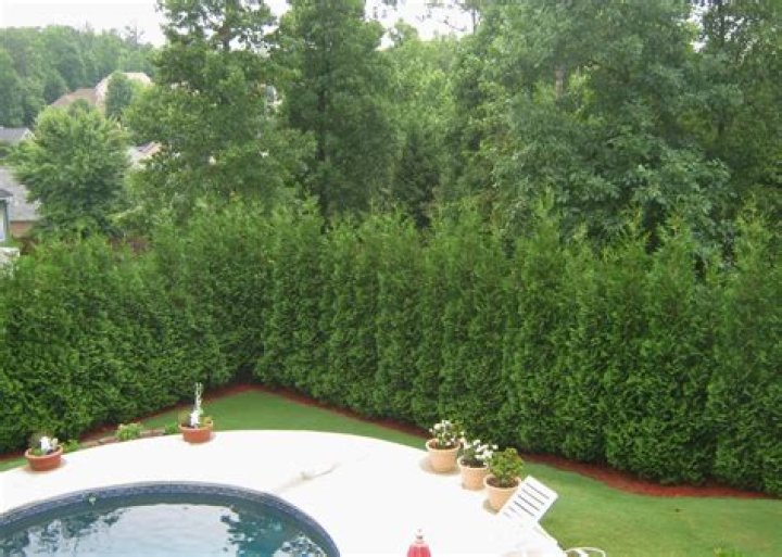 Does yew make a good hedge