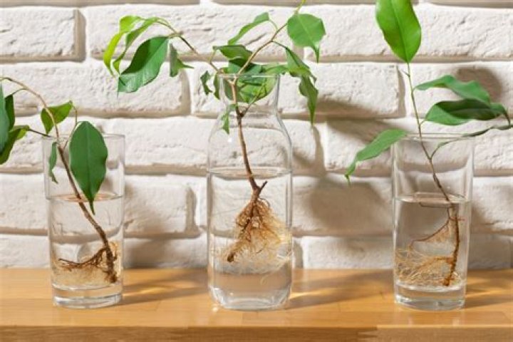 How big can a ficus tree get