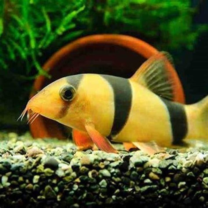 How big do Botia loaches get?