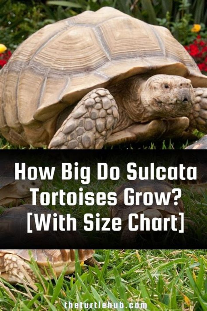 How big do Xerographica get