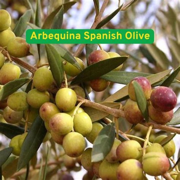 How big does an Arbequina olive tree get
