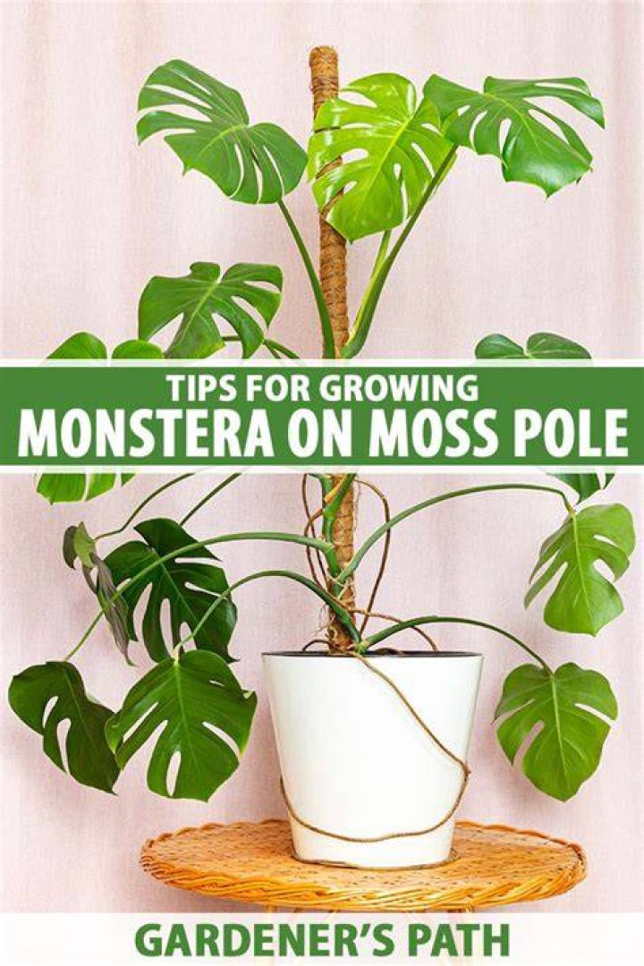 How big does Monstera grow?