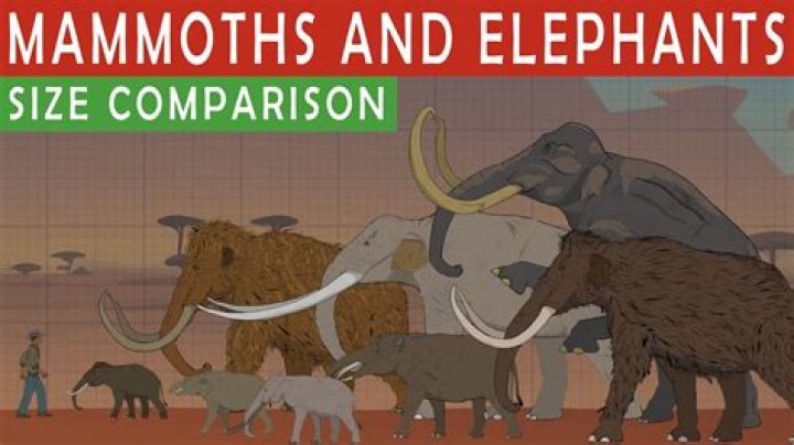 How big is a mammoth jack