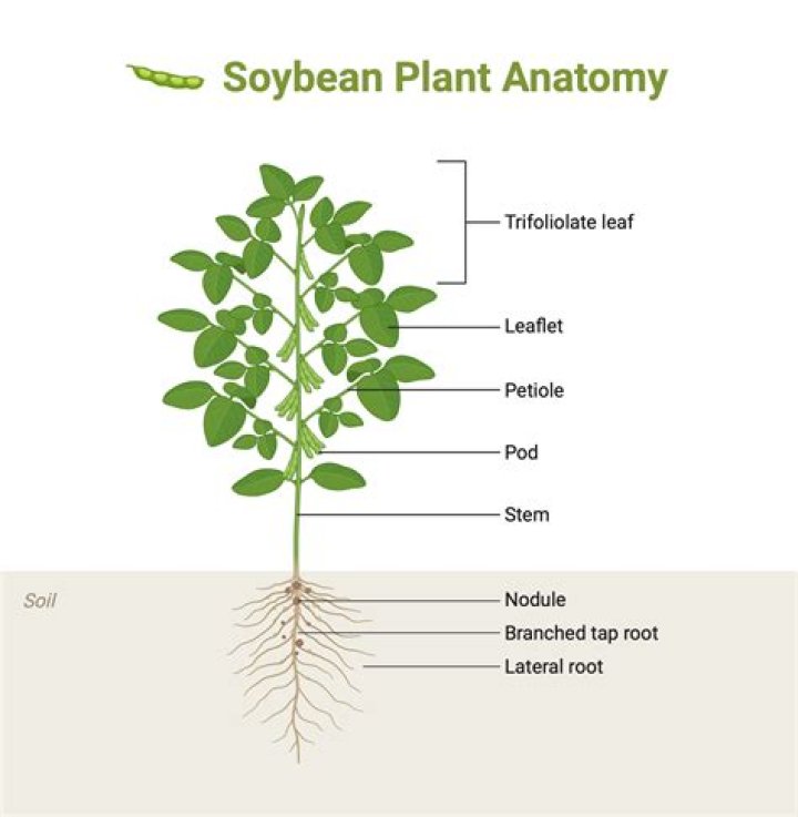 How deep are soybean roots