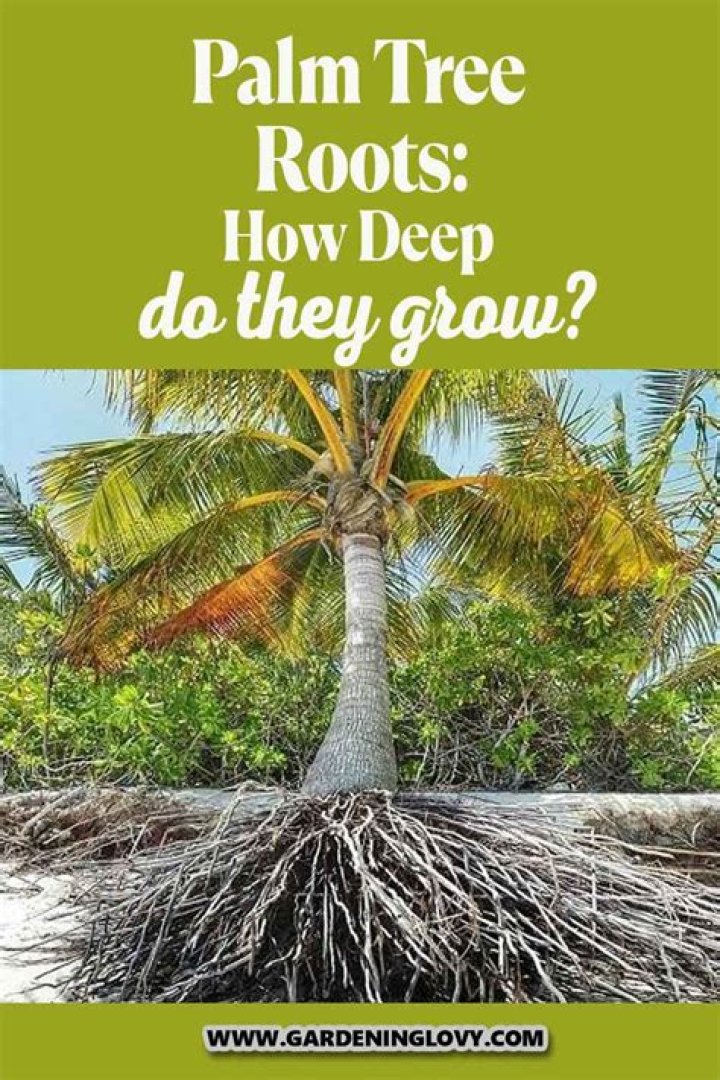 How deep do plant roots go