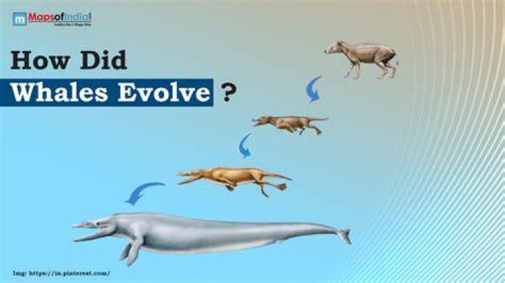 How did baking evolve?