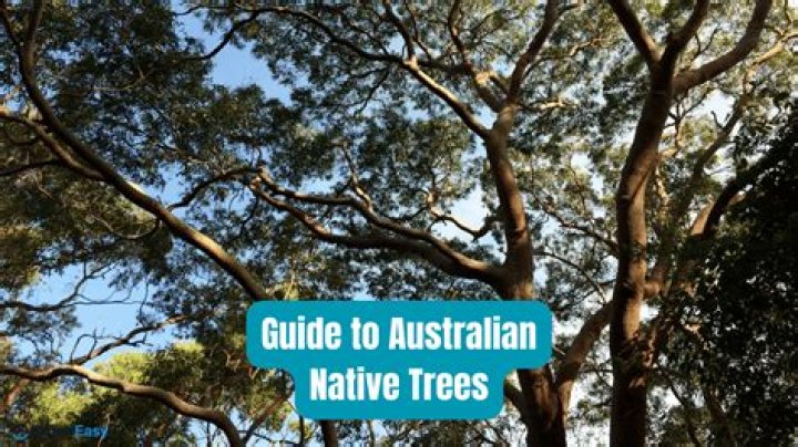 How do Australian native trees grow