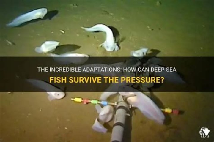 How do fish survive in the deep?