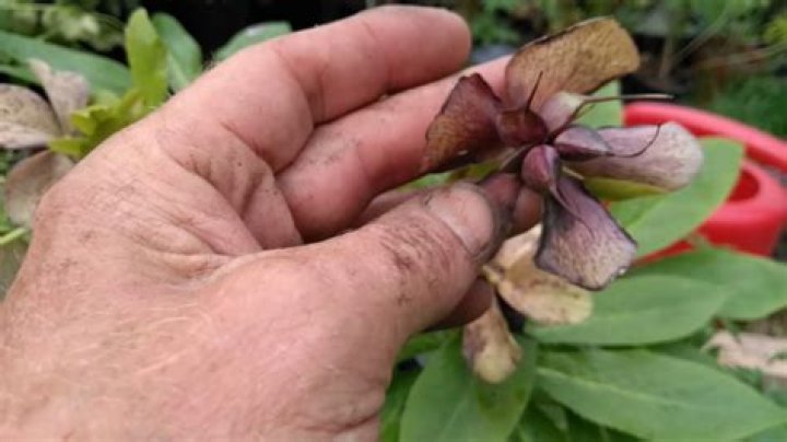 How do I get hellebore seeds