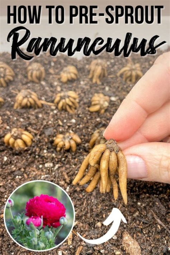 How do I pre sprout ranunculus