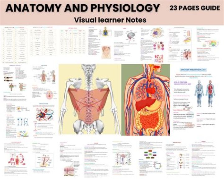 How do I study for anatomy and physiology