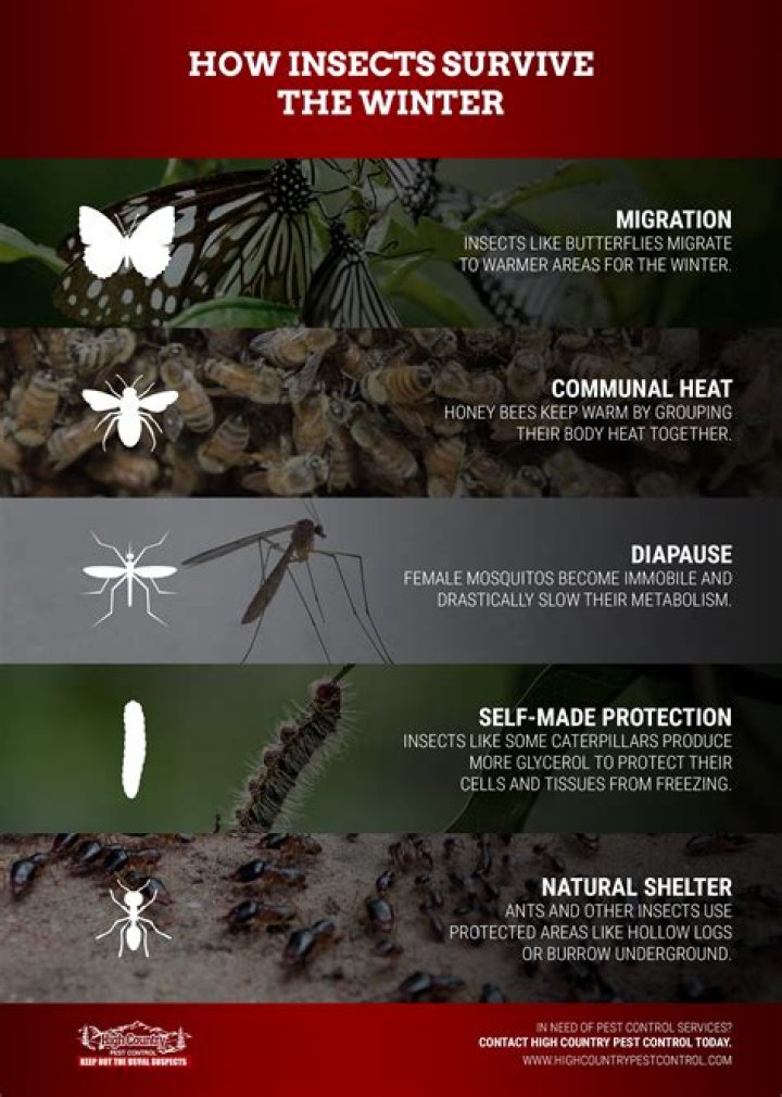 How do insects talk to one another