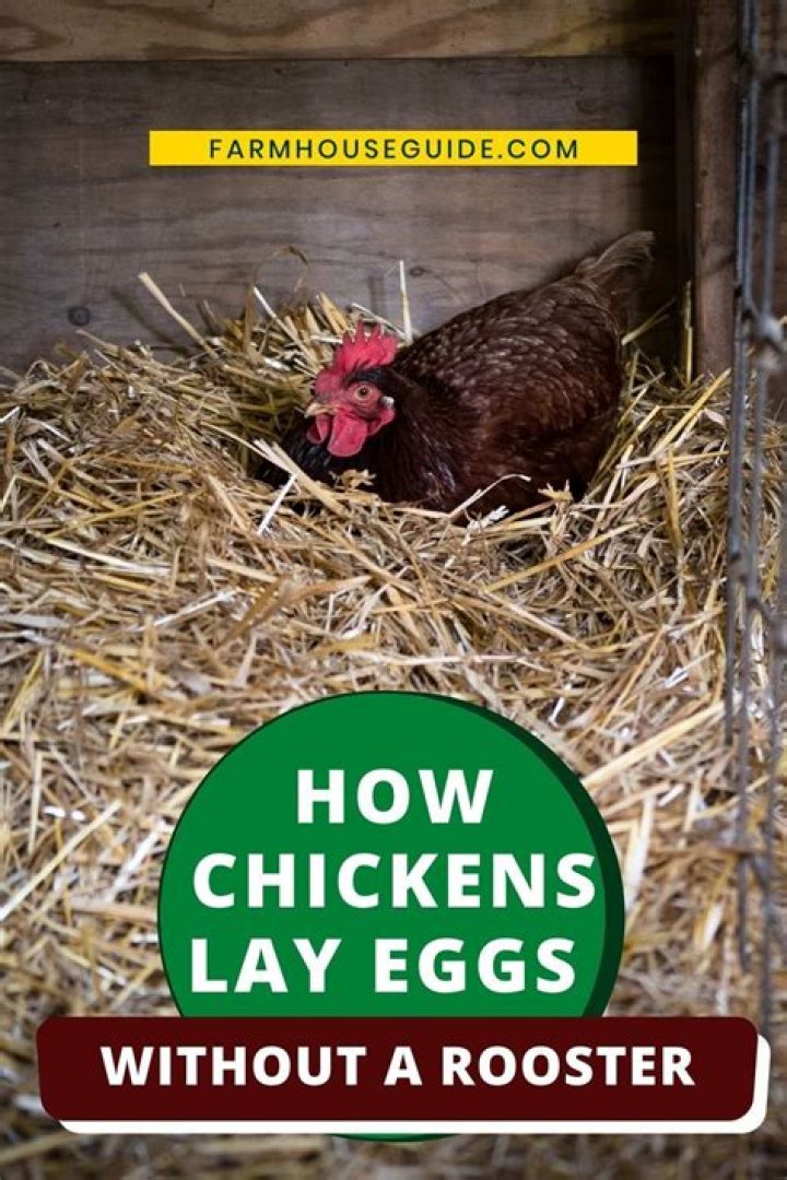How do layers lay eggs without a rooster