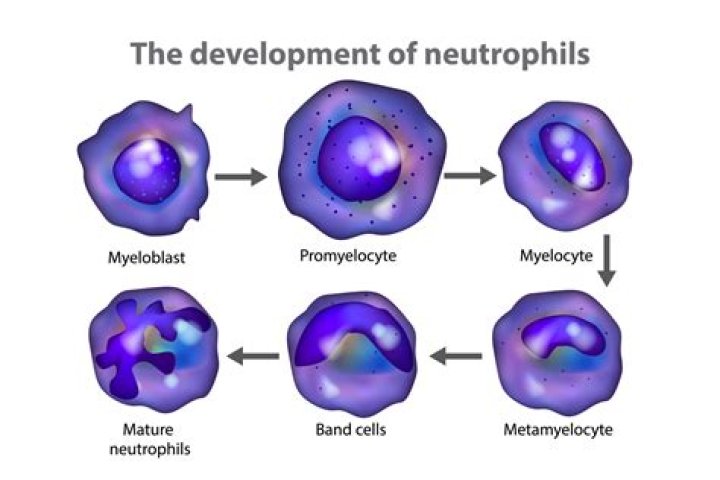 How do neutrophils develop?