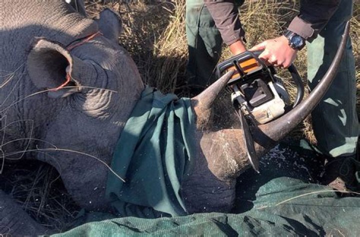 How do poachers get caught?