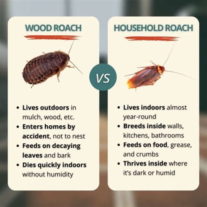 How do roaches get inside houses