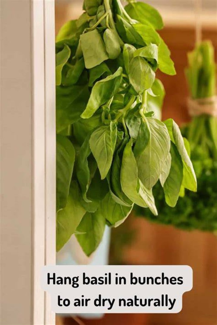 How do you air dry basil