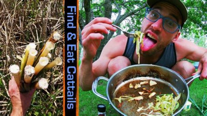 How do you cut cattails
