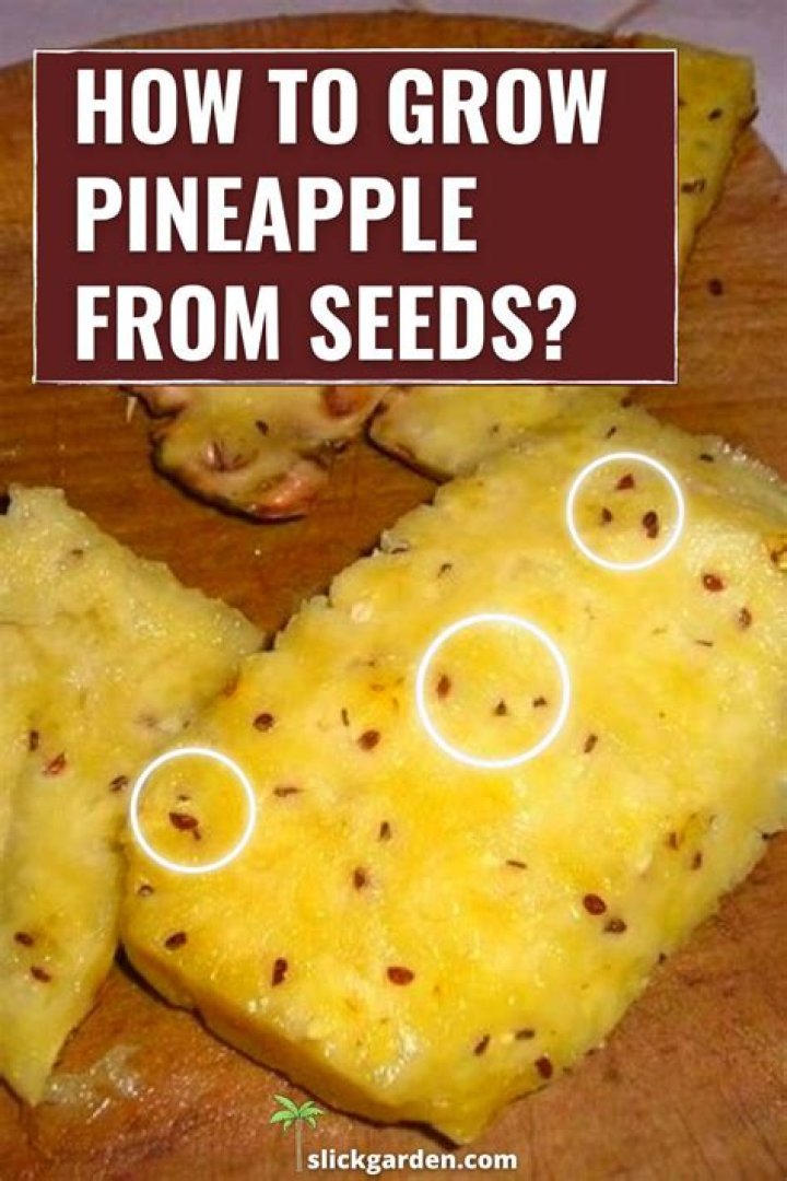 How do you get pineapple seeds