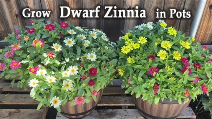 How do you grow dwarf iris