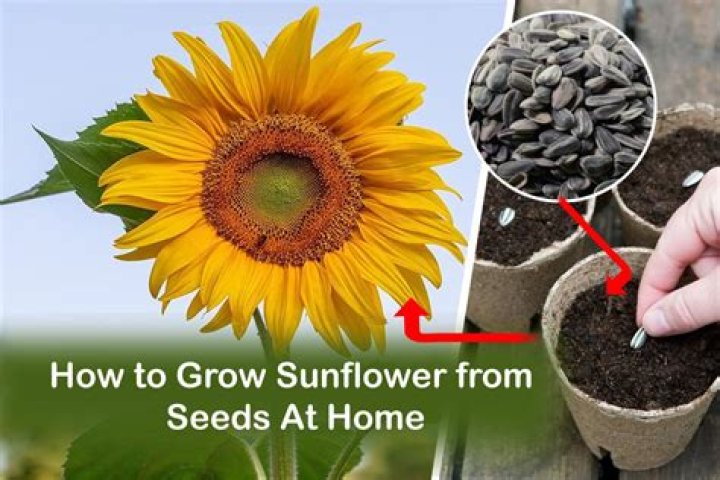 How do you grow Spelt