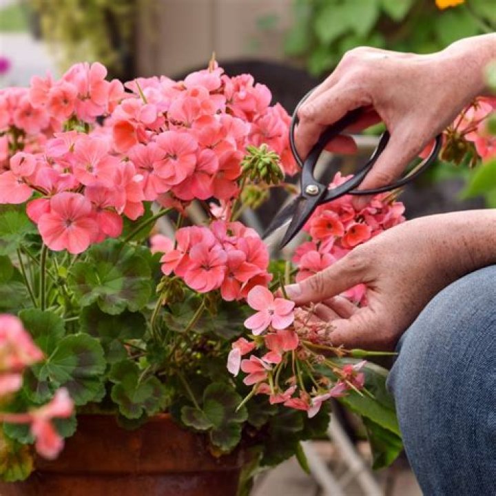 How do you harvest geraniums