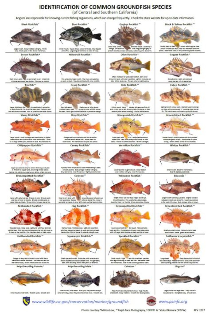 How do you identify rockfish