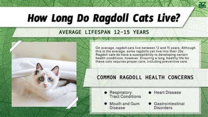 How do you introduce a ragdoll cat