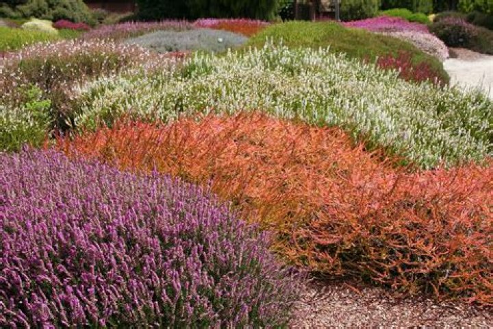 How do you keep heather plants alive