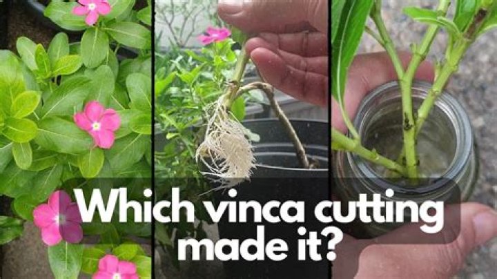 How do you keep Vinca from spreading